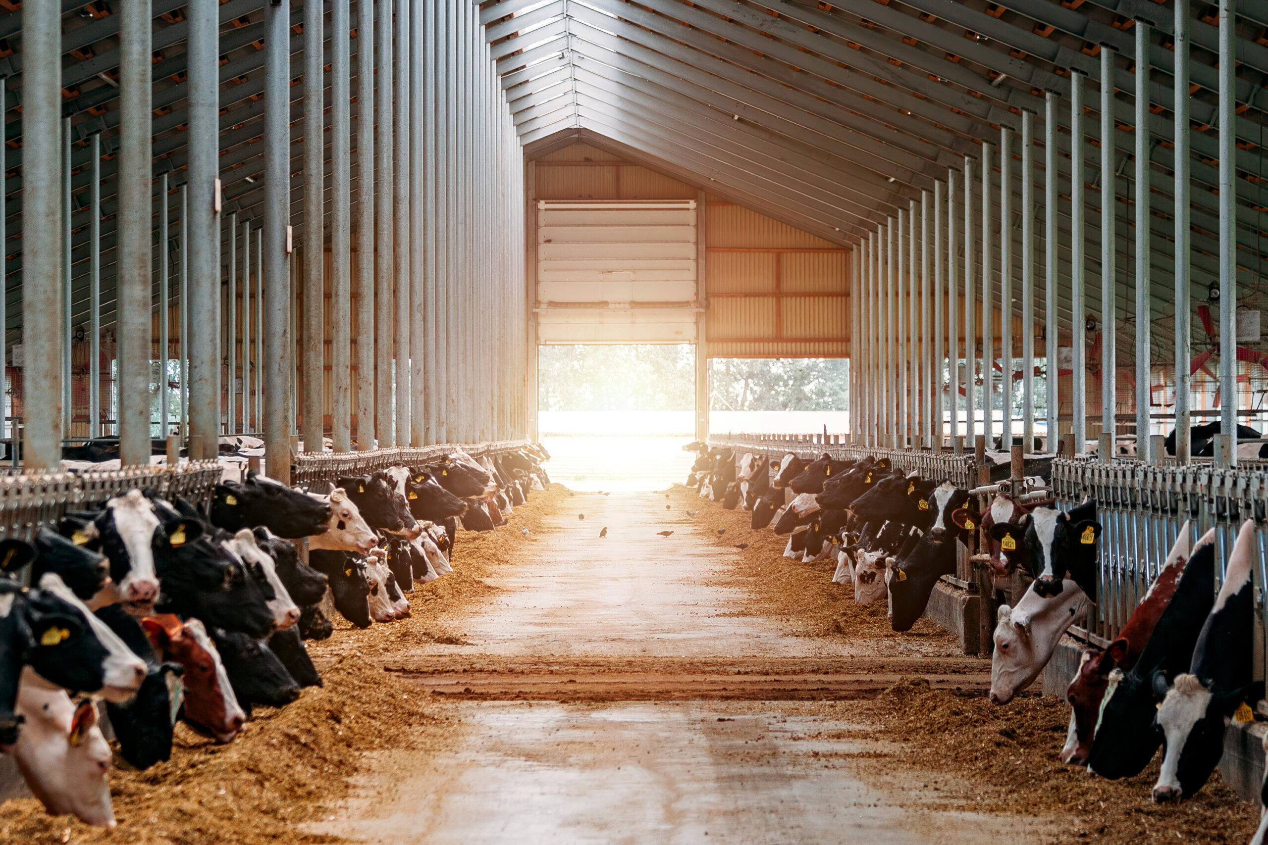 Cows, Agriculture, Livestock